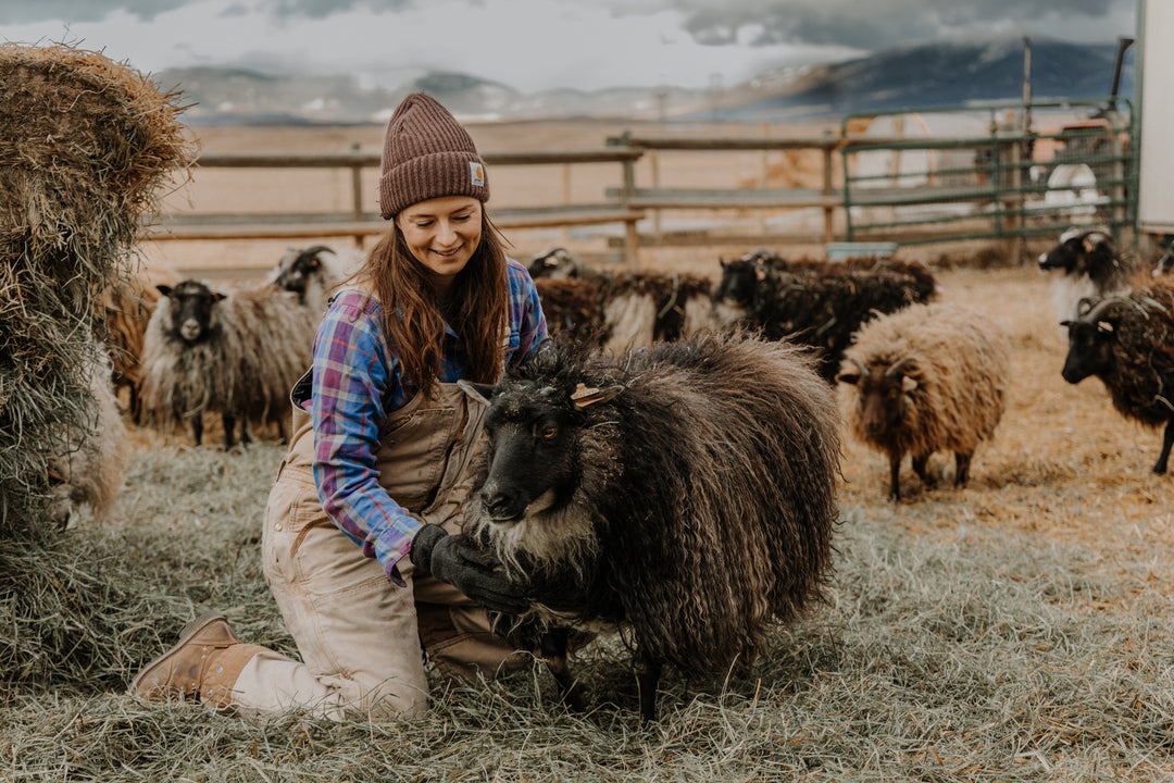 "Why Icelandic sheep?"