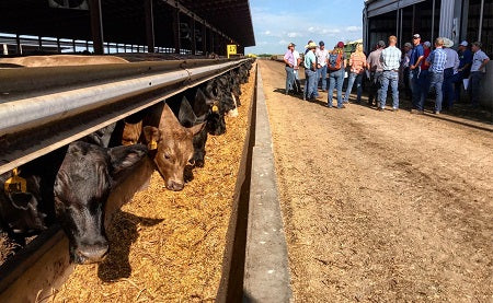 Food for Thought: Are Cattle Born on Feedlots?