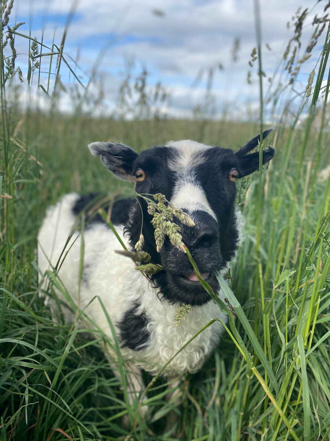 Our Journey with Rotational Grazing: Challenges, Joys, and a Steep Learning Curve