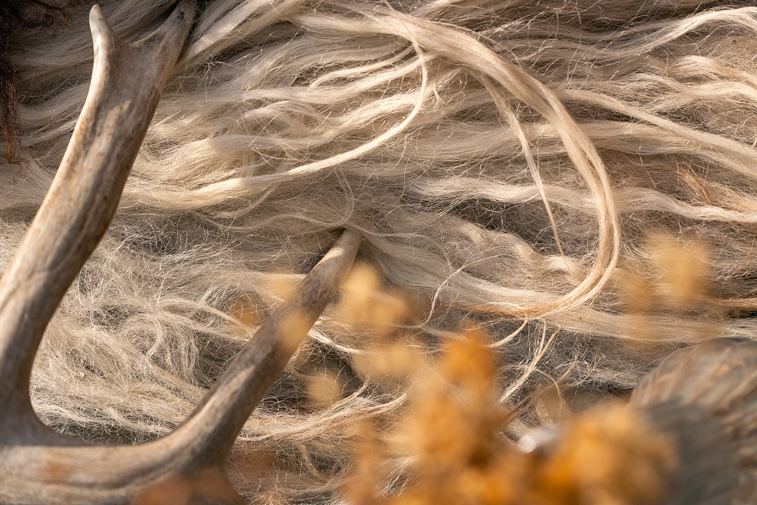 Icelandic sheep's wool and a deer antler