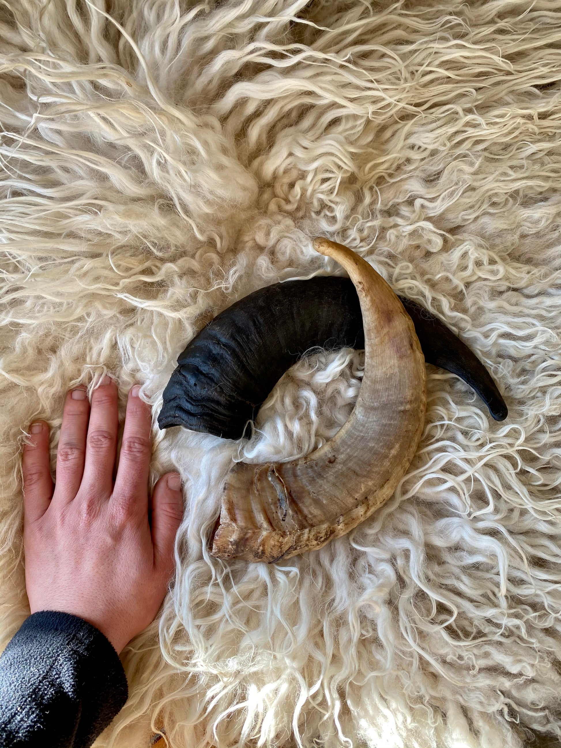 Ram Horn
