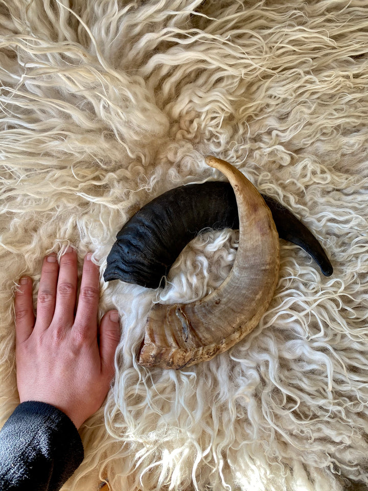 Ram Horn